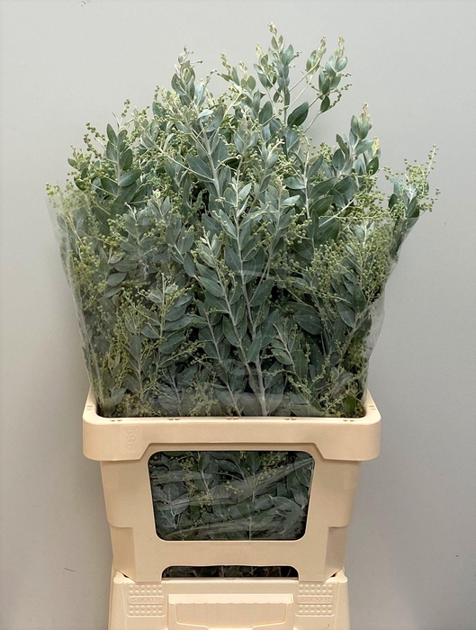 <h4>ACACIA BL HAMBURY BS</h4>