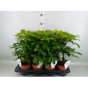 Schefflera arbor. 'Nora'