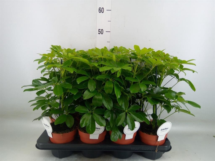 <h4>Schefflera arbor. 'Nora'</h4>