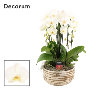 Luna cascade 6 tak symphony white (Deco-collection)