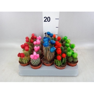 Cactus   ...decorated