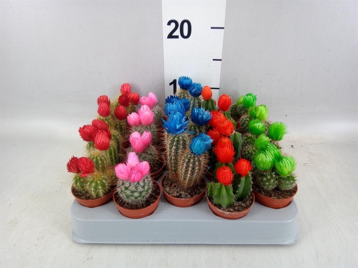 <h4>Cactus   ...decorated</h4>