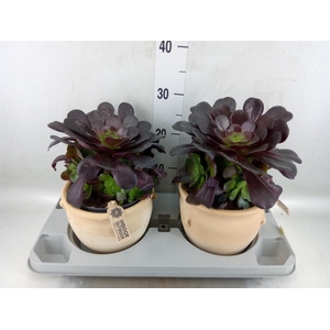 Aeonium arboreum 'Velours'