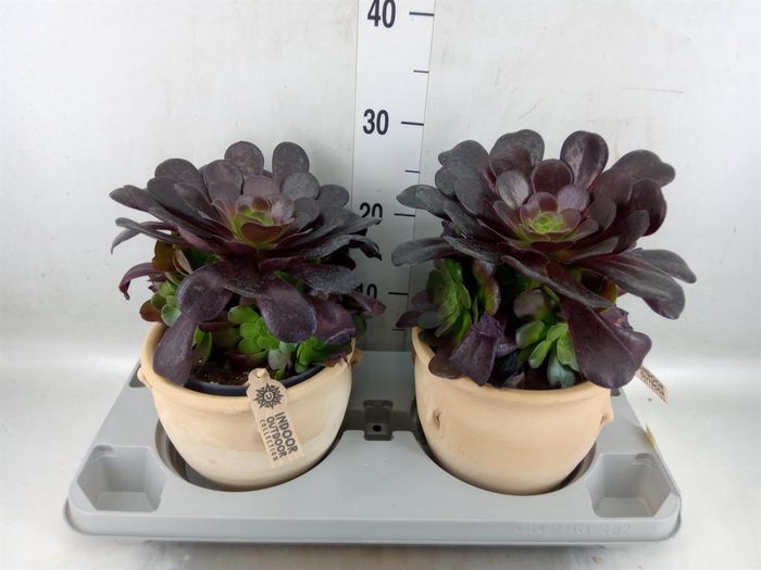 <h4>Aeonium arboreum 'Velours'</h4>