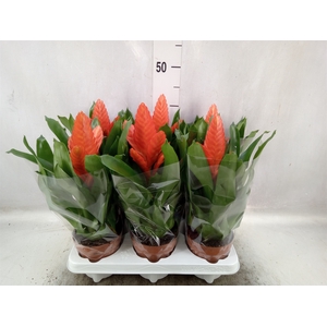 Vriesea  'Intenso Orange'