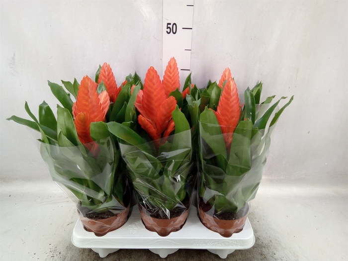 <h4>Vriesea  'Intenso Orange'</h4>