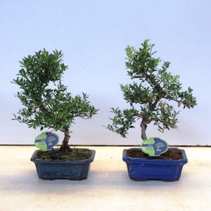 ilex crenata, 19 cm shape, small leaf 19 cm., with drip tray