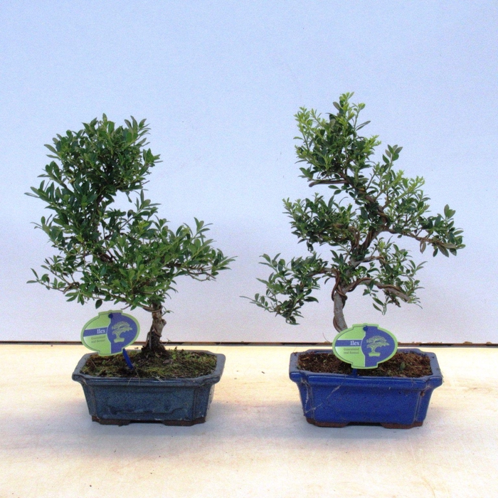 <h4>ilex crenata, 19 cm shape, small leaf 19 cm., with drip tray</h4>