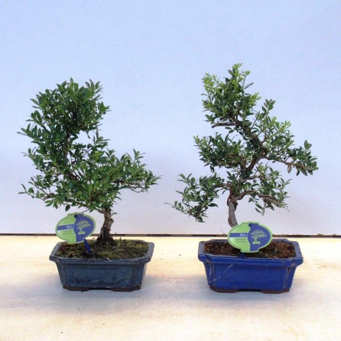 <h4>ilex crenata, 19 cm shape, small leaf 19 cm., with drip tray</h4>
