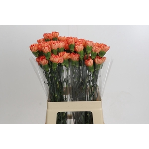 Dianthus St Cowboy