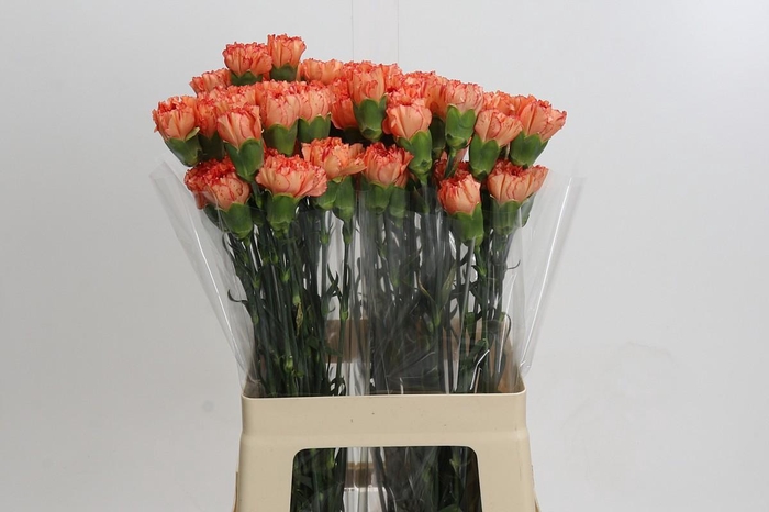 Dianthus St Cowboy