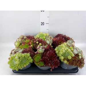 Sempervivum   ...