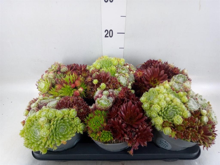 <h4>Sempervivum   ...</h4>