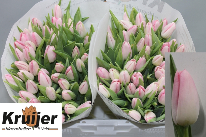 <h4>TU EN DYNASTY</h4>