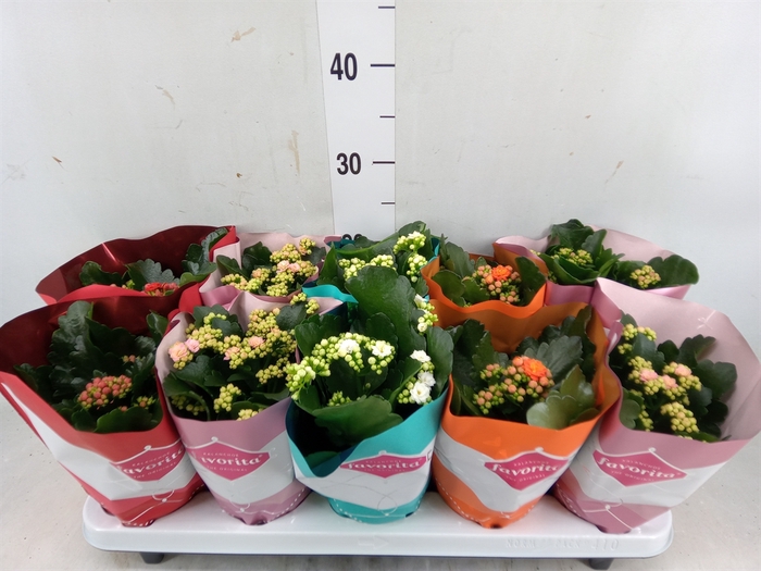 <h4>Kalanchoe blos. 'Perfecta'  ..mix 5</h4>