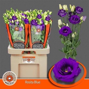 Eus G Rosi Blue (NL),(10)