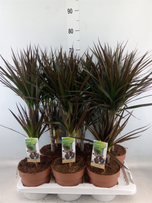 <h4>Dracaena marg. 'Magenta'</h4>