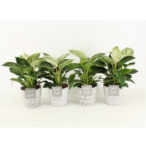 Philodendron White Wave in Star Keramiek