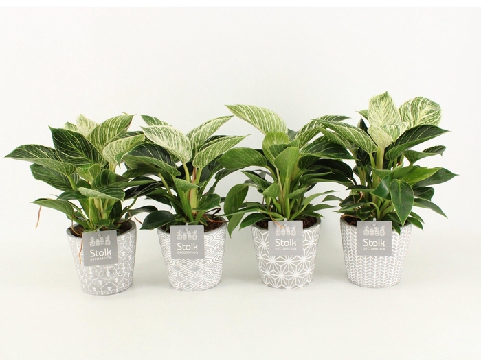 <h4>Philodendron White Wave in Star Keramiek</h4>