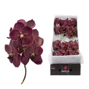 Vanda Sunanda Chocolate Red x 16