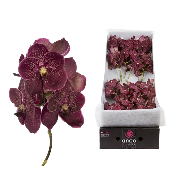 <h4>Vanda Sunanda Chocolate Red x 16</h4>