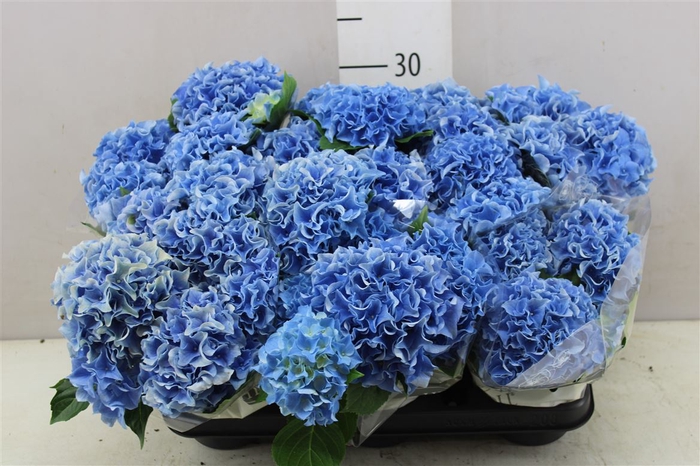 <h4>Hydrangea Blauw 3+</h4>