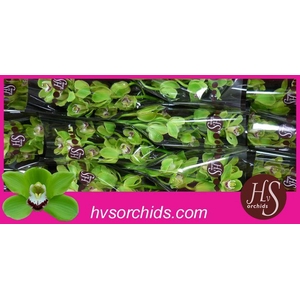 CYMB T ALI ANDERSON 50 CM