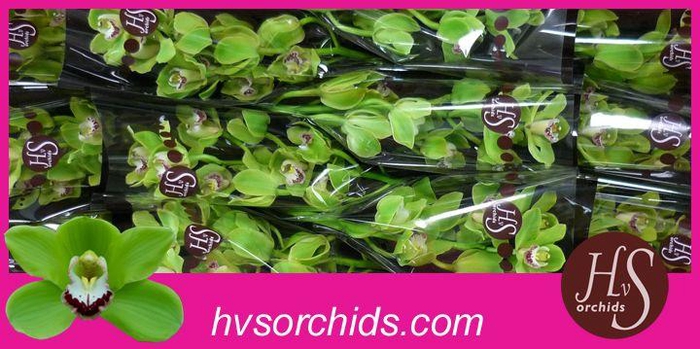 <h4>CYMB T ALI ANDERSON 50 CM</h4>