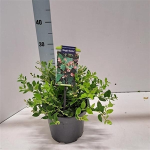 Gaulnettya w. 'Jingle Bells'