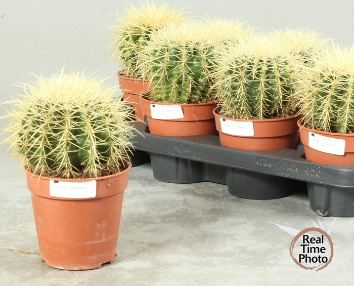 <h4>ECHINOC GRUSONII</h4>