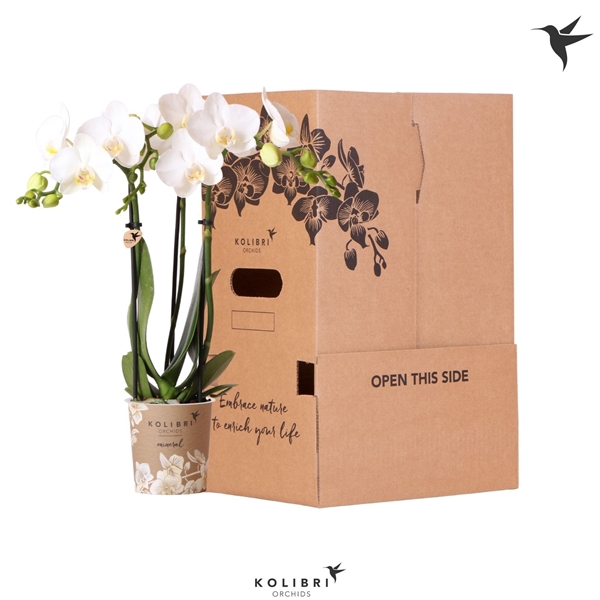 <h4>Kolibri Orchids Phalaenopsis White 3 spike no sleeve</h4>