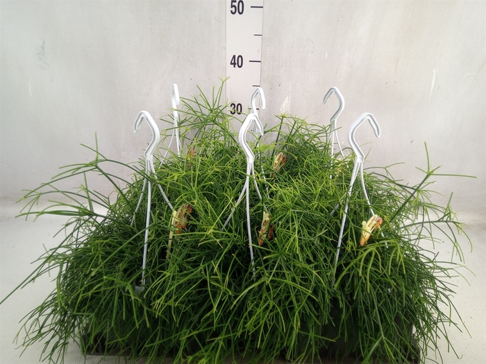 <h4>Rhipsalis cassutha</h4>