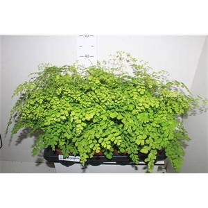Adian Rad Fragrans