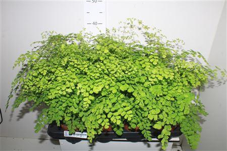 <h4>Adian Rad Fragrans</h4>
