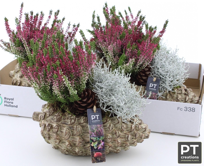 <h4>ARR TUINPLANTEN</h4>
