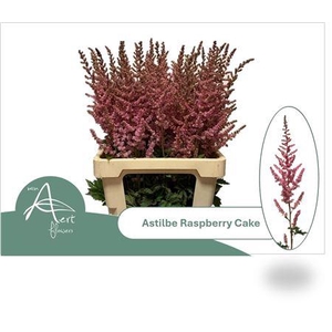 Astil Raspberry Cake Nieuw