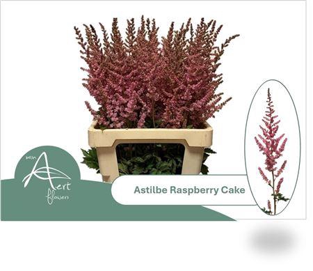 <h4>Astil Raspberry Cake Nieuw</h4>