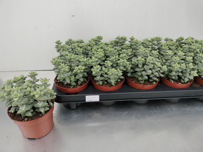 <h4>Crassula perforata</h4>
