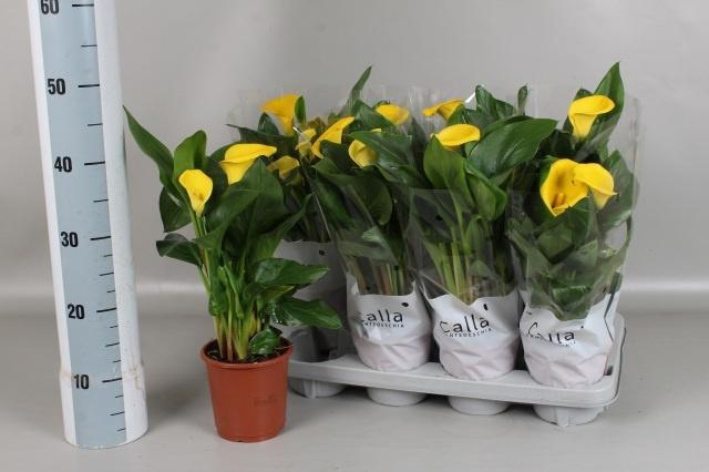 <h4>ZANT SUNCLUB</h4>