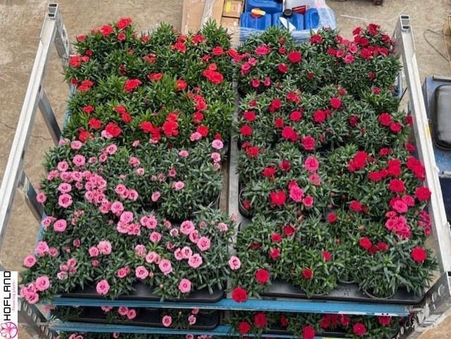 <h4>DIAN OSC GEM</h4>