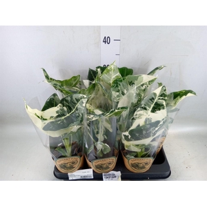Alocasia   ...