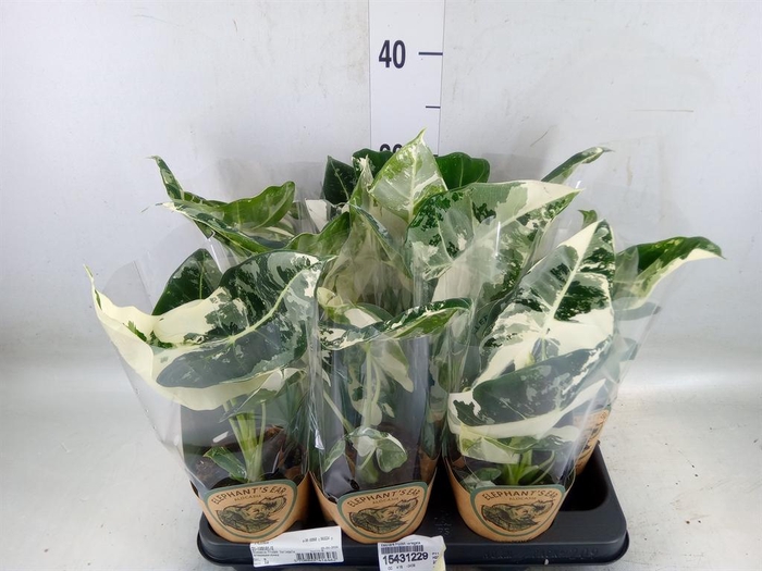 <h4>Alocasia   ...</h4>