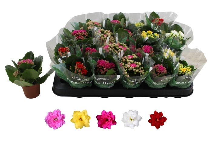 <h4>KAL GE RO GEM 5 KL</h4>