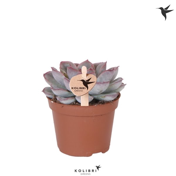 <h4>Kolibri Greens Succulenten Echeveria Mystery</h4>