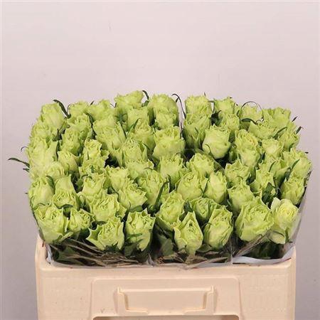 <h4>R Gr Camouflage!</h4>