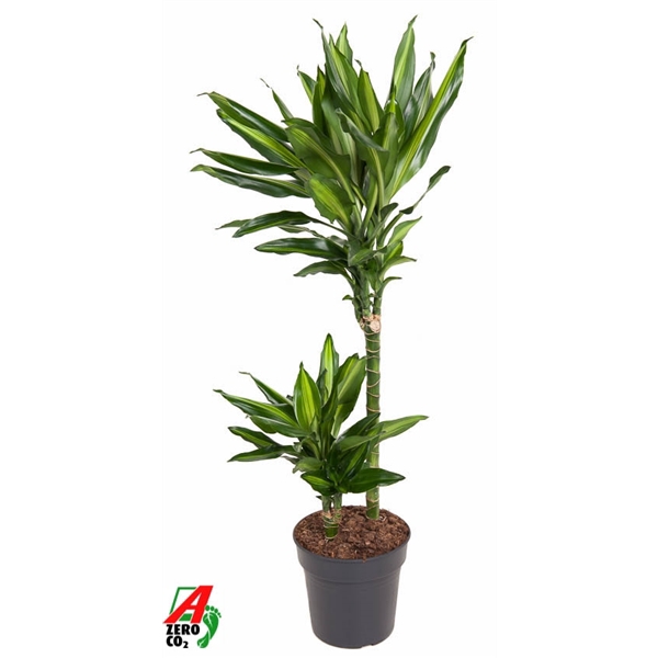 <h4>Dracaena Cintho 45-15</h4>