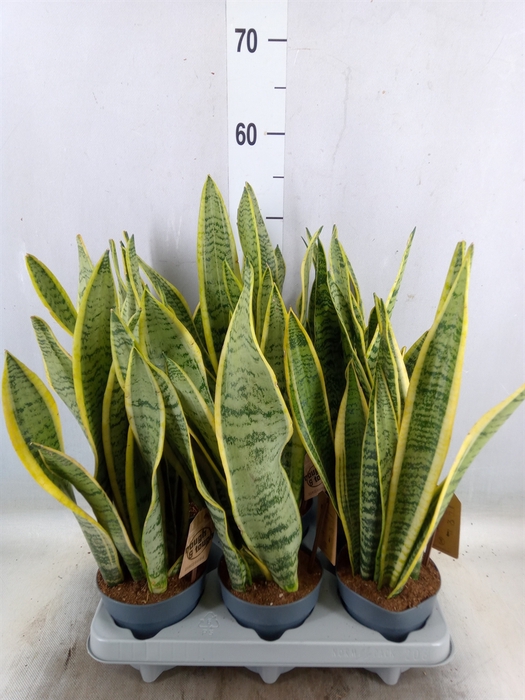 <h4>Sansevieria trifa. 'Laurentii'</h4>