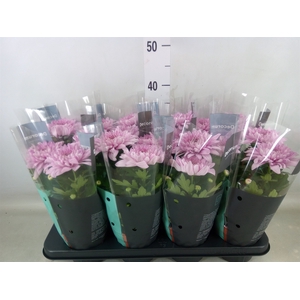 Chrysanthemum  'Supernova Pink'