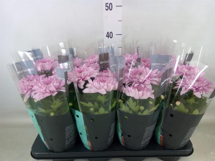 <h4>Chrysanthemum  'Supernova Pink'</h4>