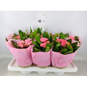 Euphorbia milii 'Charlotte'